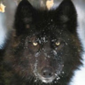 Meet your Posher, Bobby